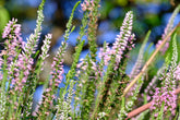 Veronica longifolia &