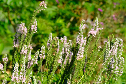 Veronica longifolia &