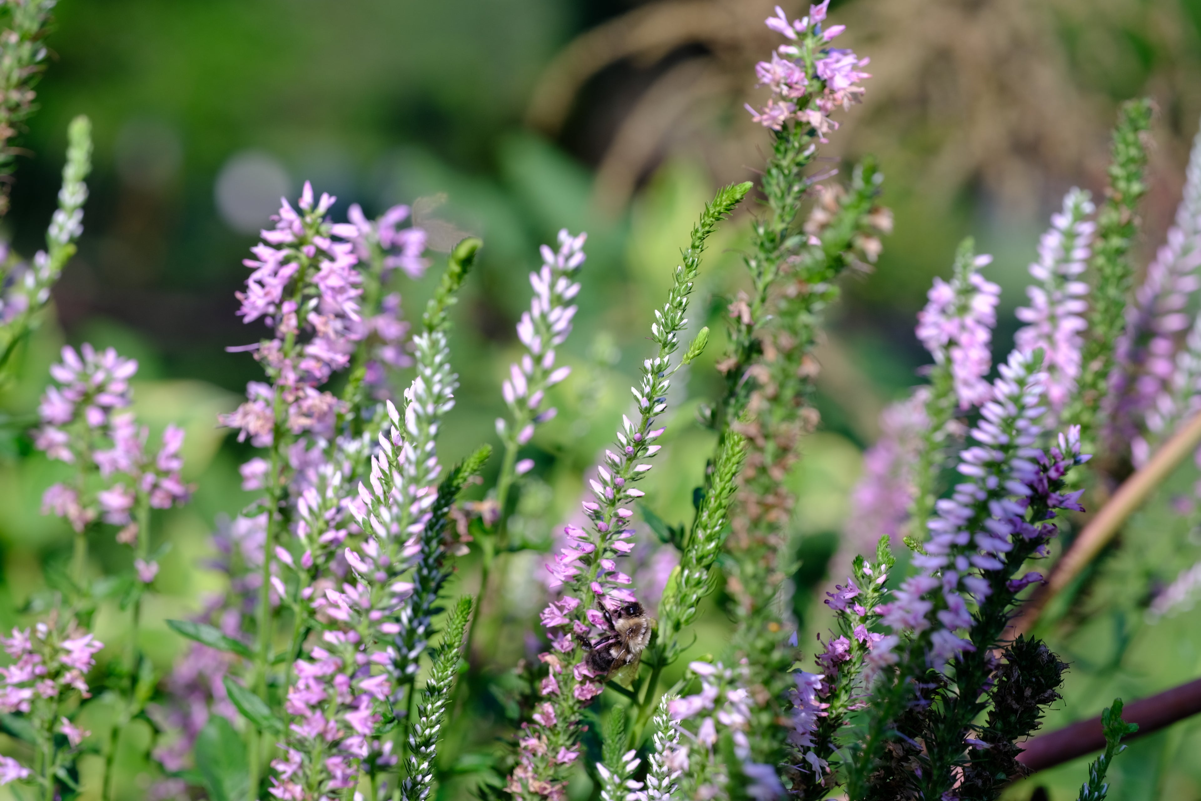 Veronica longifolia &