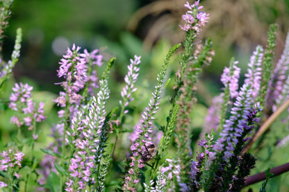 Veronica longifolia &