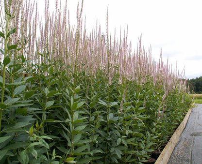 Veronicastrum virginicum (Culver&