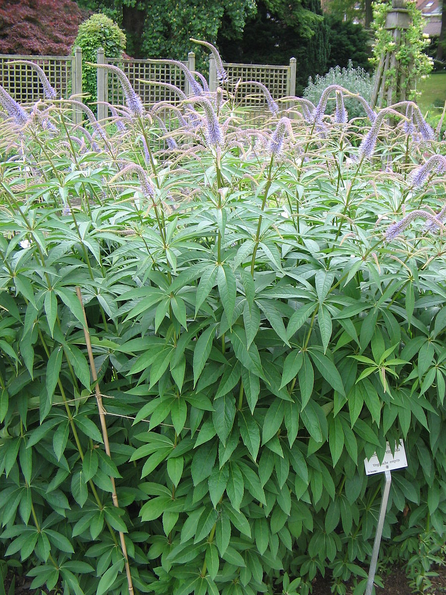 Veronicastrum virginicum (Culver&