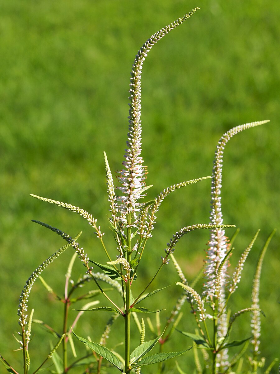 Veronicastrum virginicum (Culver&