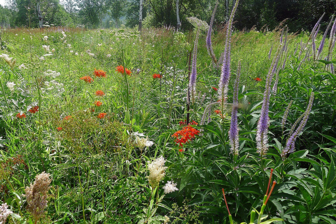 Veronicastrum sibiricum (Siberian Culver&