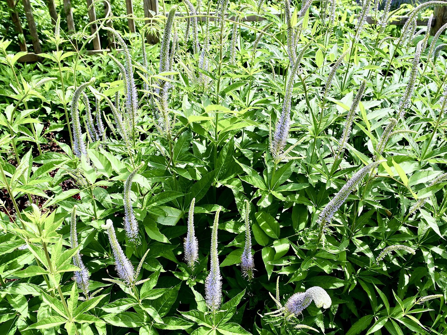 Veronicastrum sibiricum (Siberian Culver&