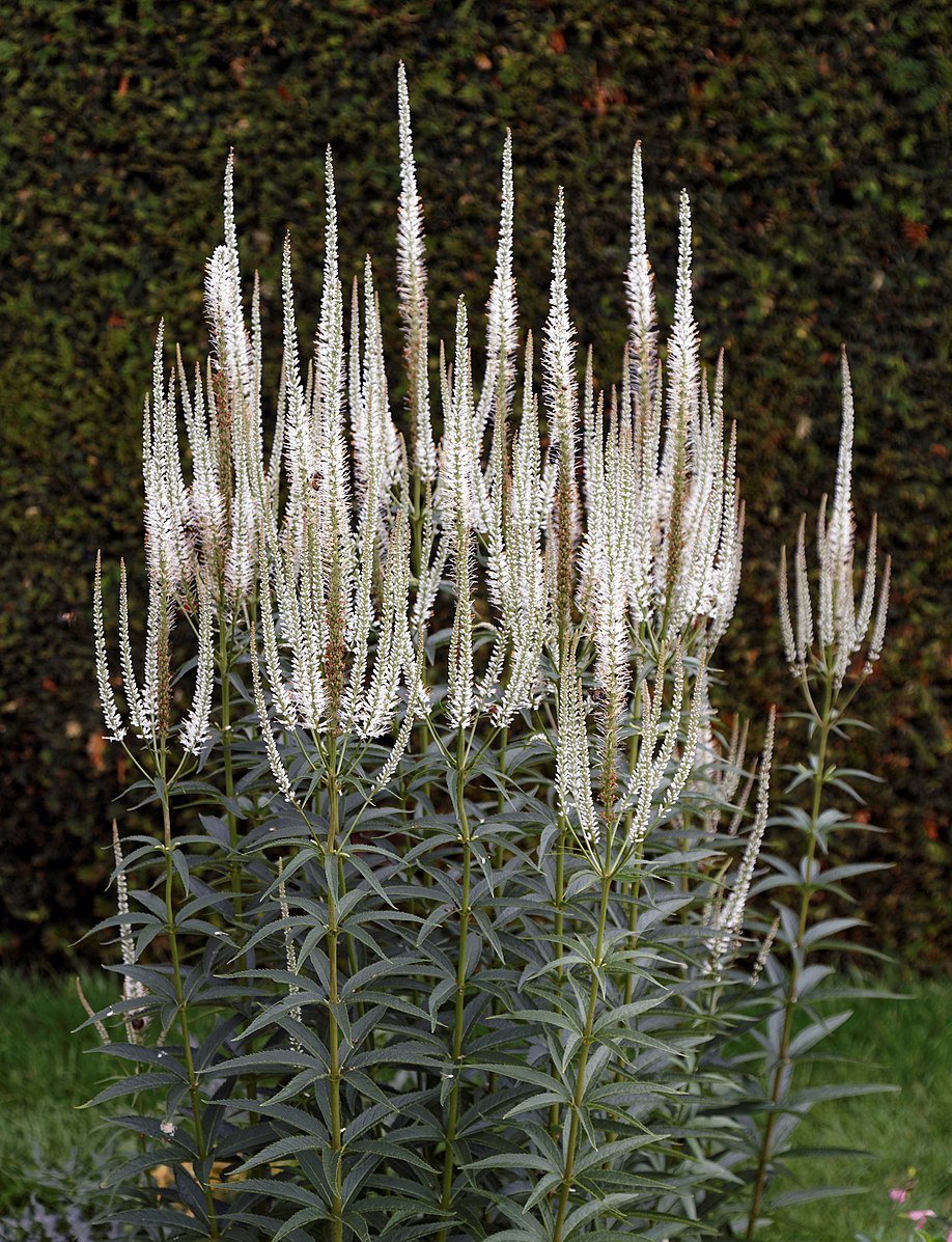 Veronicastrum virginicum f. albiflorum (Culver&