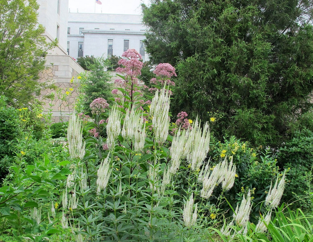 Veronicastrum virginicum f. albiflorum (Culver&