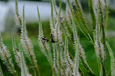 White blooms of Veronicastrum virginicum f. albiflorum with bees in the garden
