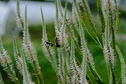 White blooms of Veronicastrum virginicum f. albiflorum with bees in the garden 