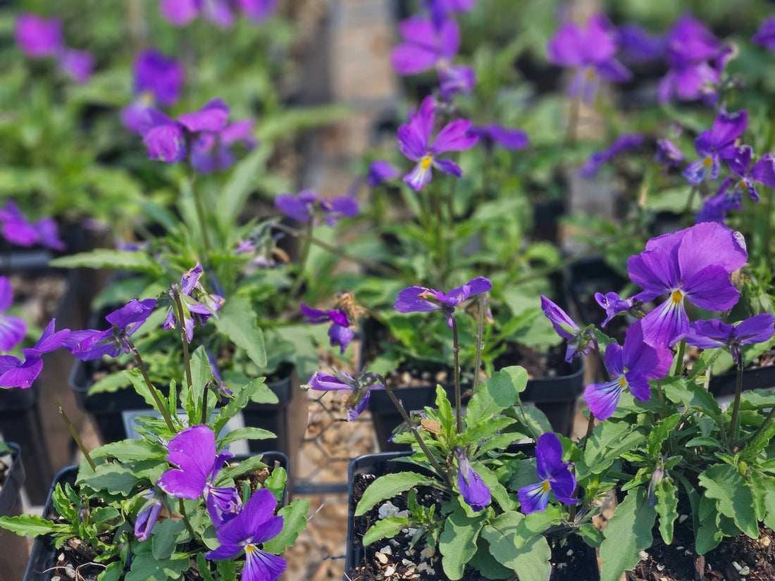 Viola corsica (Corsican violet)