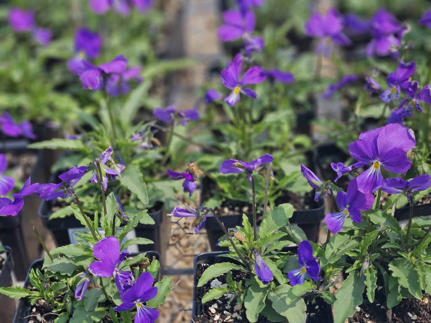 Viola corsica (Corsican violet)