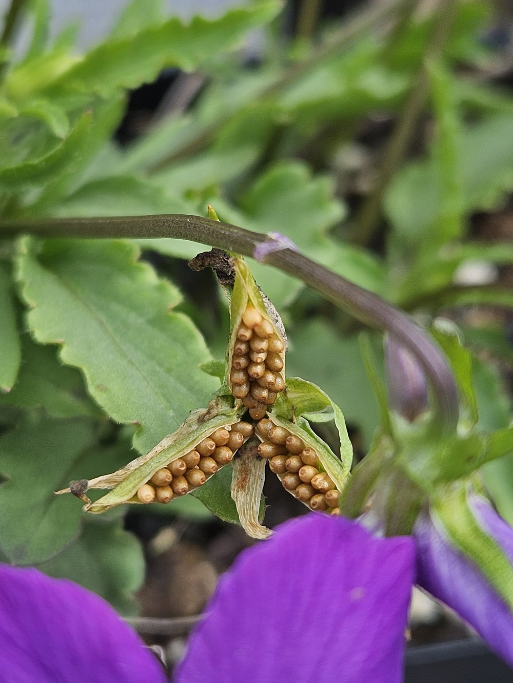 Viola corsica (Corsican violet) seed pod