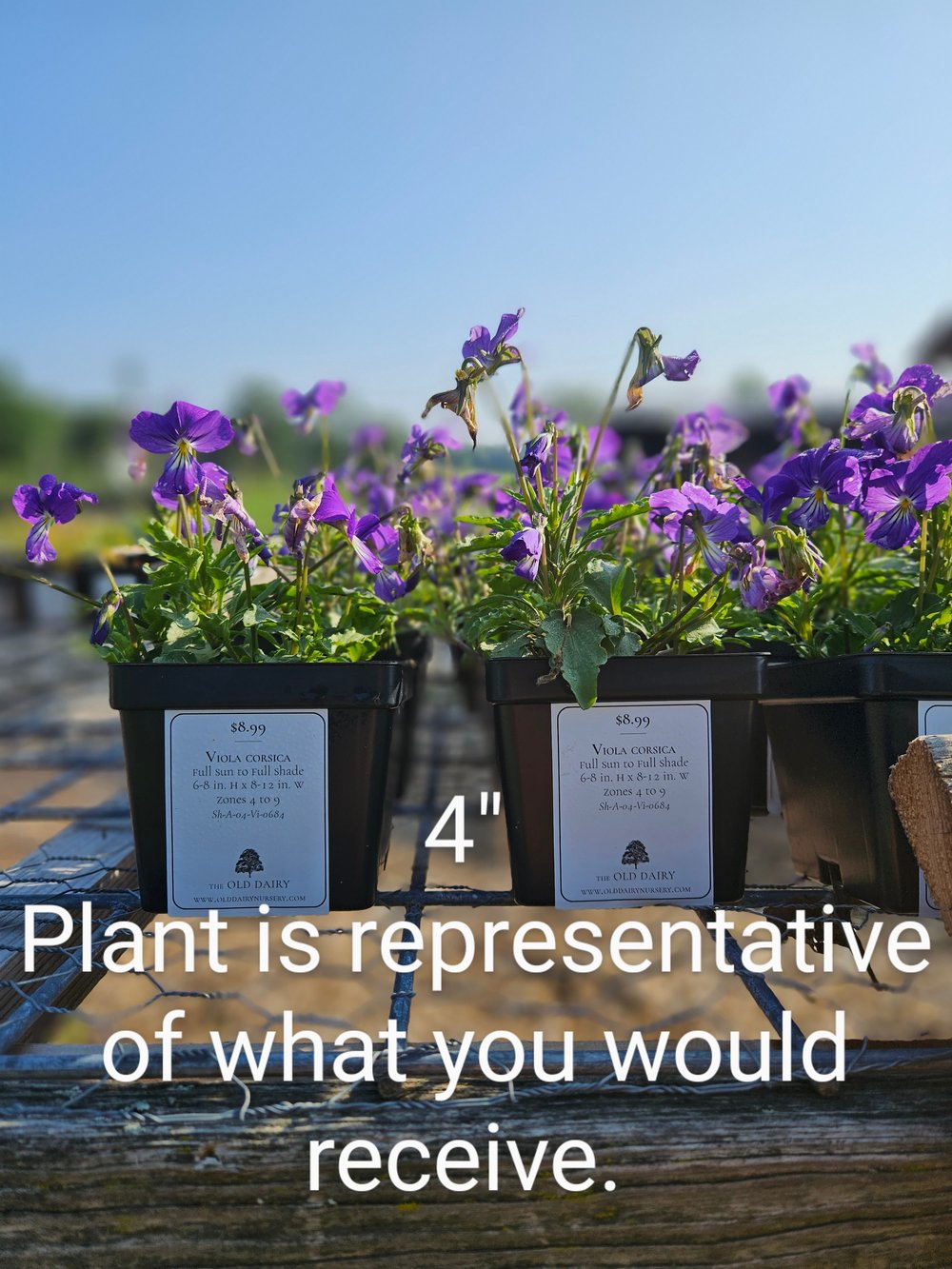 Viola corsica (Corsican violet) 4&quot; sale size plants at The Old Dairy Nursery