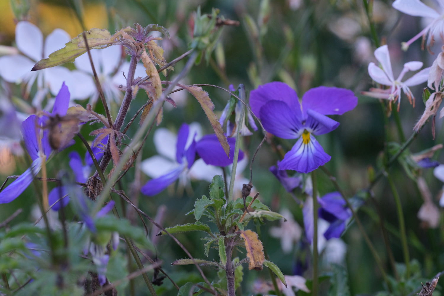 Corsican Violet (Viola corsica) purple flowers blooming in summer with white Gaura lindheimeri against a green background