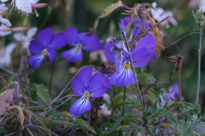 Corsican Violet (Viola corsica) purple flowers blooming in summer against a green background