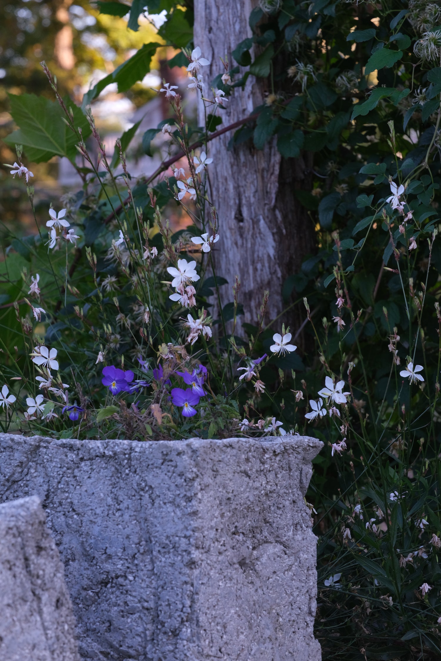 Viola corsica | Corsican violet