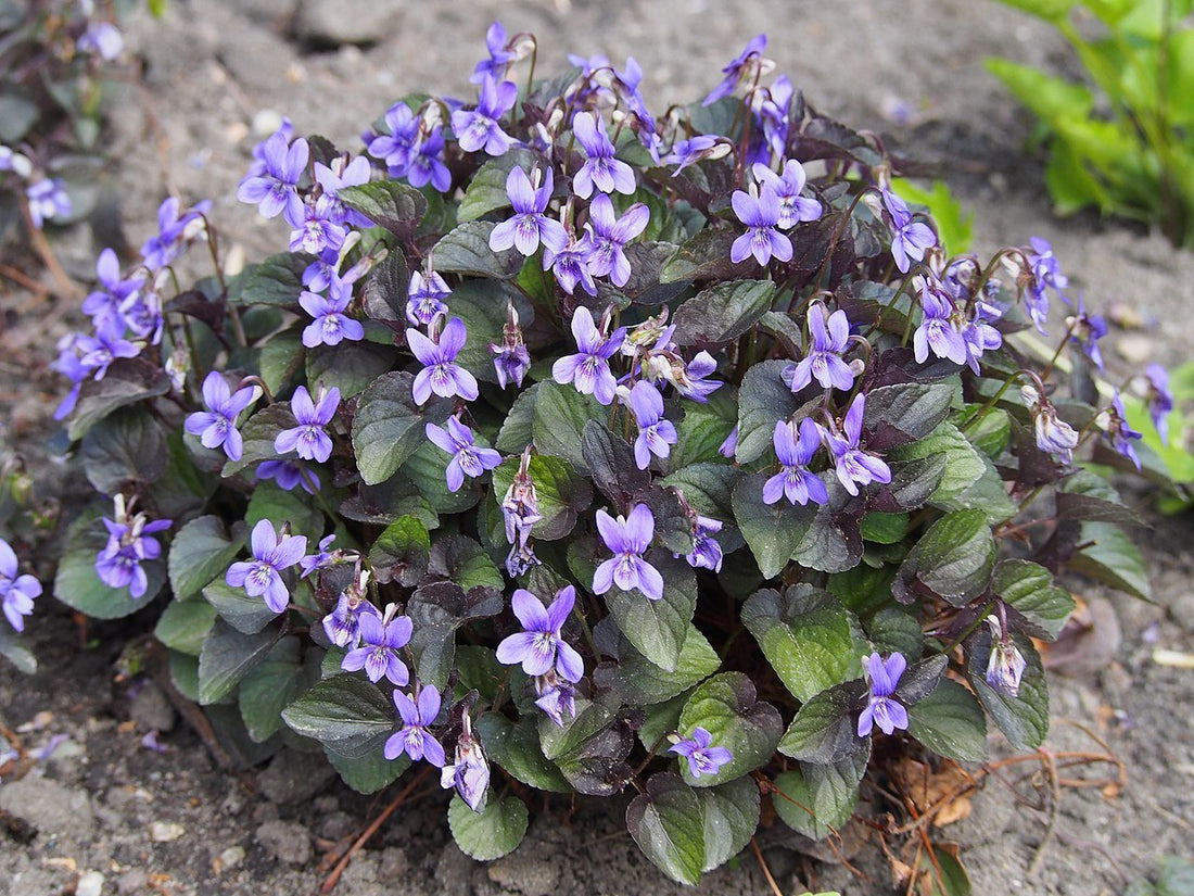 Viola labradorica (Labrador violet)