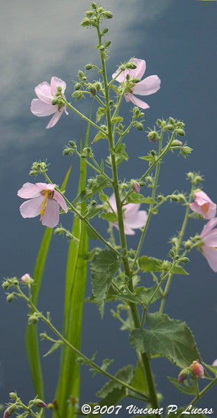 Kosteletzkya virginica (seashore mallow) flower stem