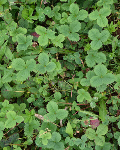 Fragaria virginiana | wild strawberry
