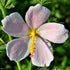 Kosteletzkya virginica (seashore mallow) flower