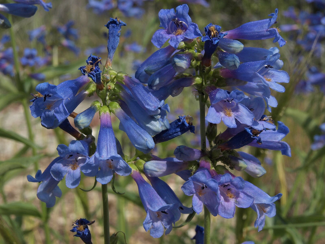 Penstemon watsonii | Watson&
