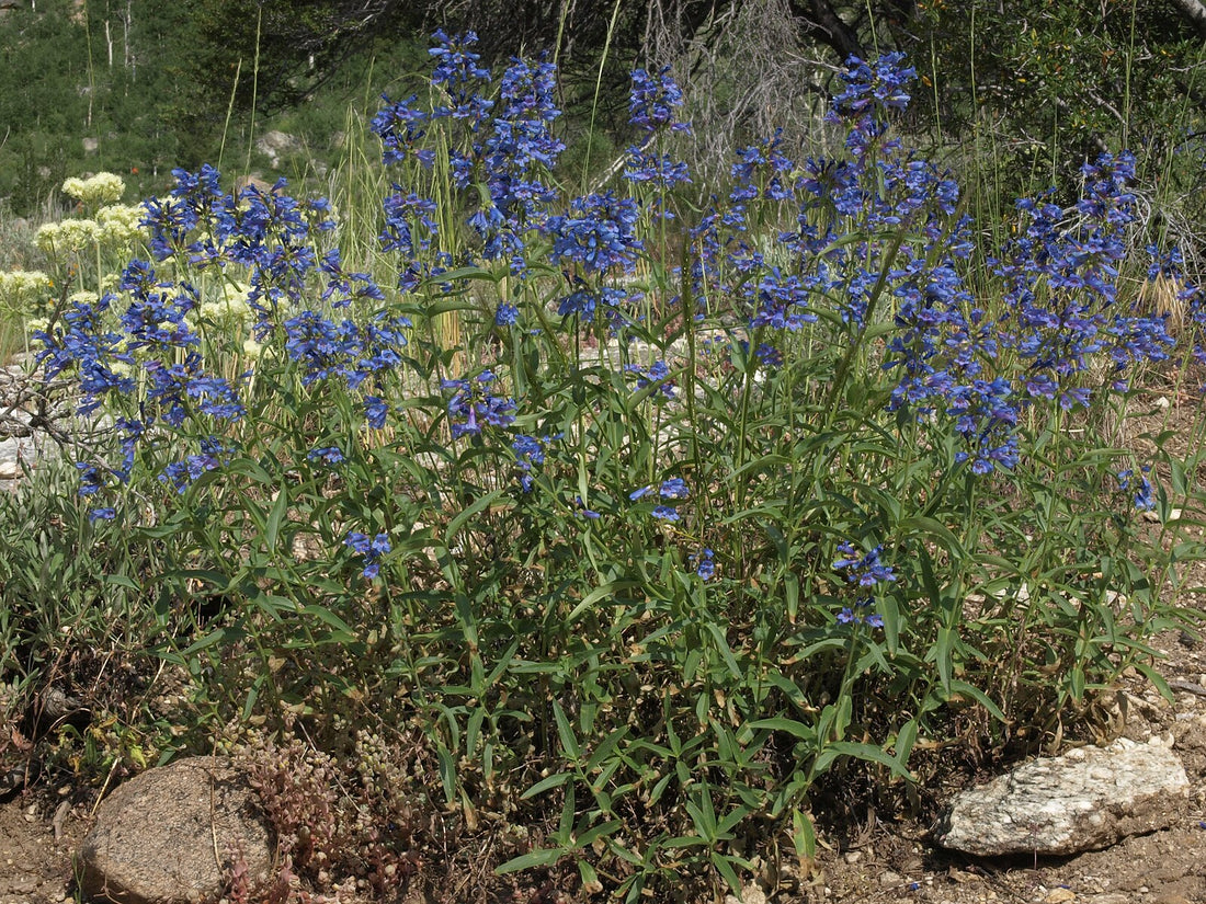 Penstemon watsonii | Watson&
