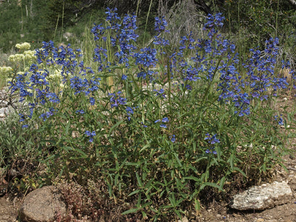 Penstemon watsonii | Watson&