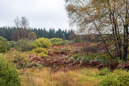 Molinia caerulea (purple moor grass) in native setting