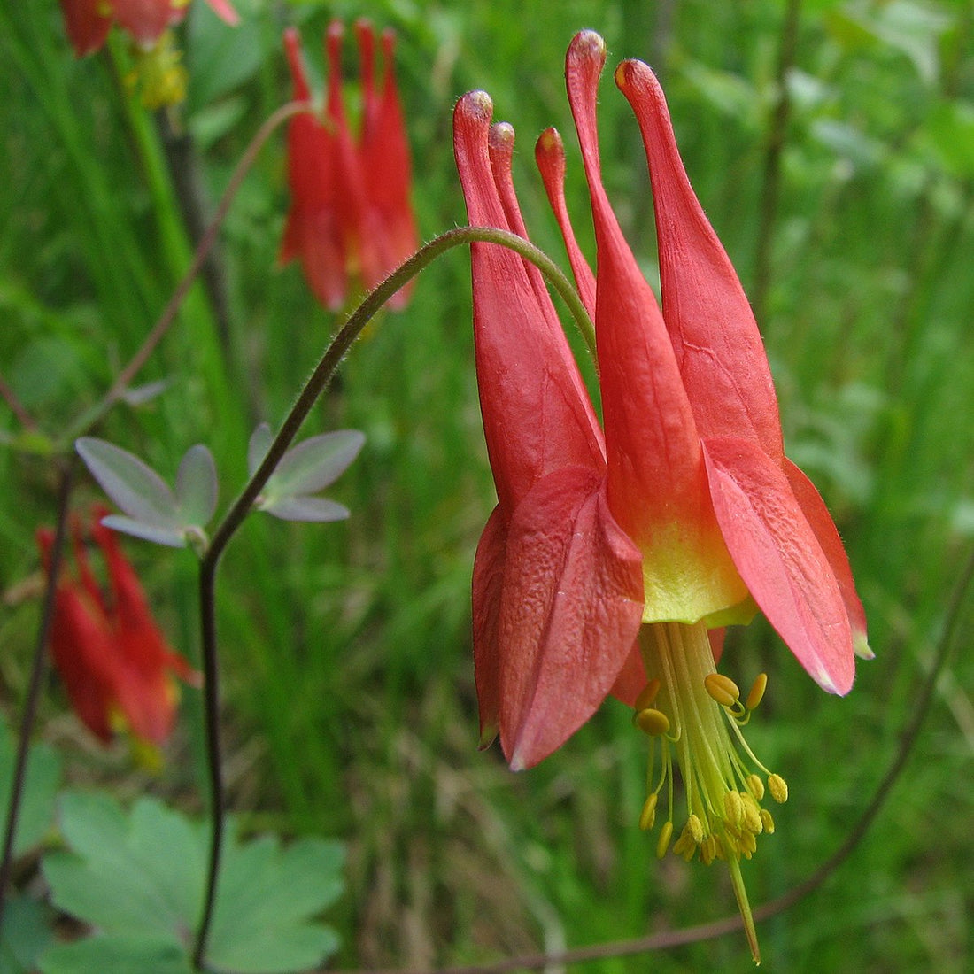 Aquilegia canadensis | Eastern red columbine