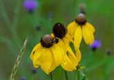 Yellow Ratibida pinnata, commonly known as drooping coneflower, flower with a bee on it in a field of similar flowers.