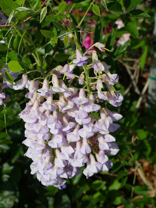 Wisteria macrostachya 'Blue Moon'