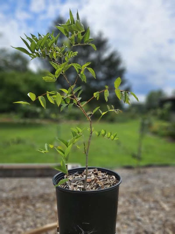 Wisteria macrostachya &