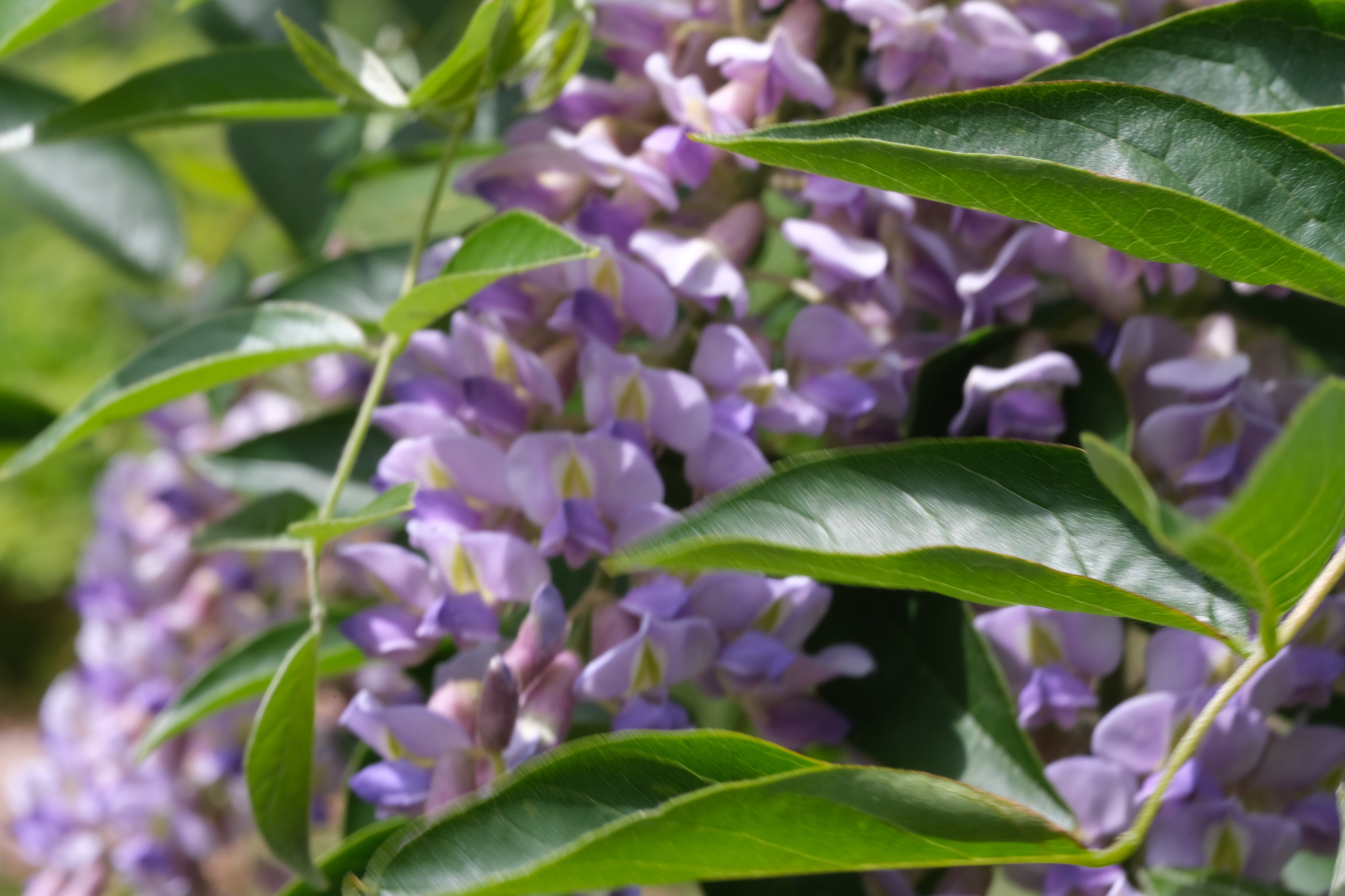 Close-up of purple Wisteria macrostachya &