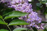Close-up of purple Wisteria macrostachya &