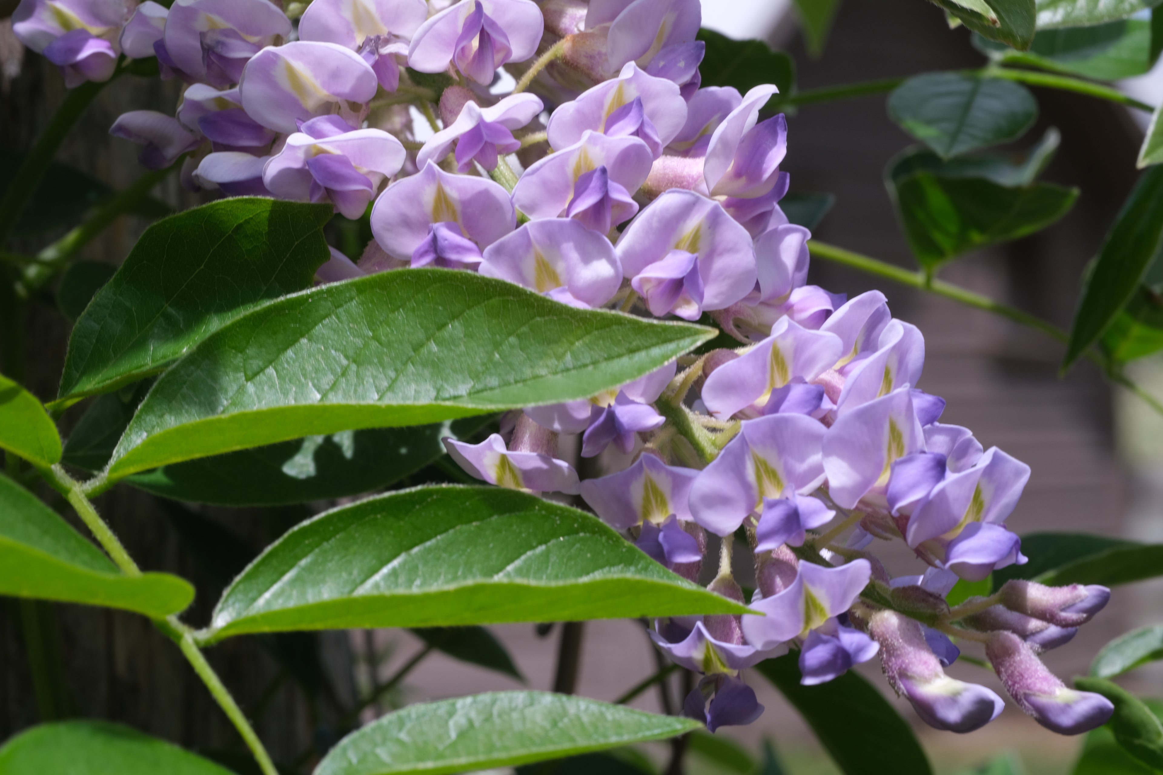 Close-up of purple Wisteria macrostachya &