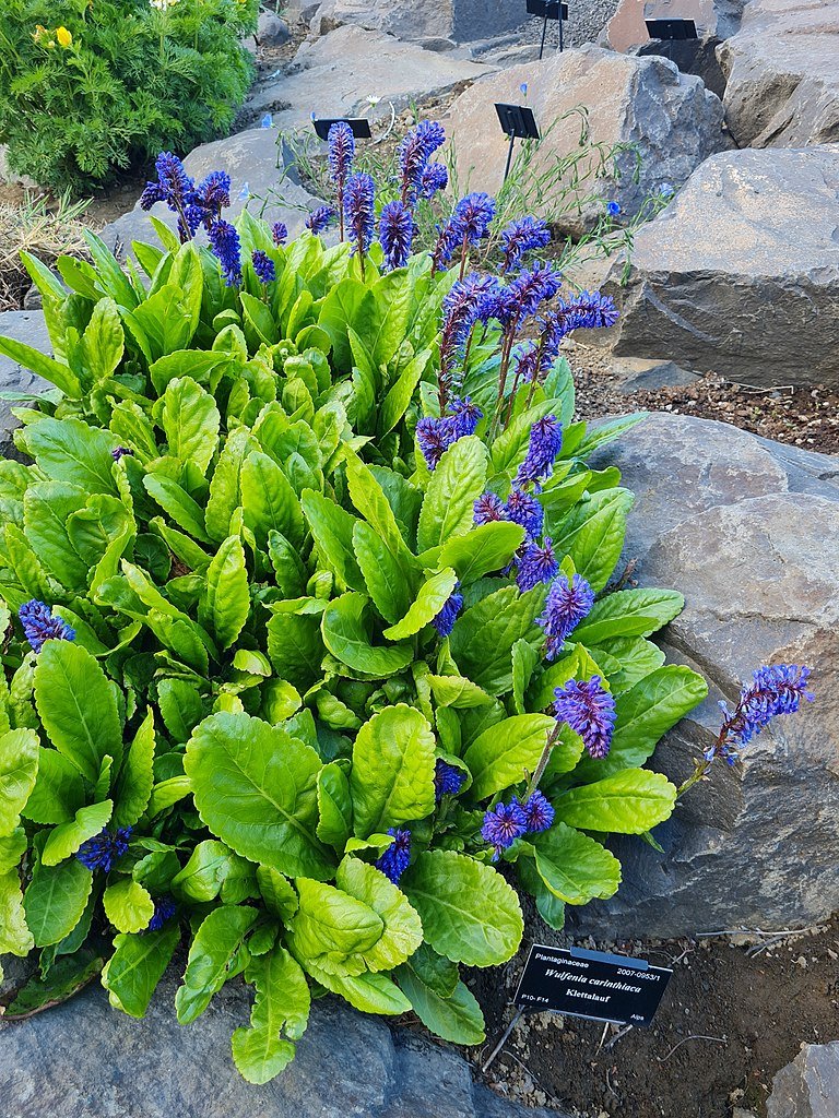 Wulfenia carinthiaca (cow&