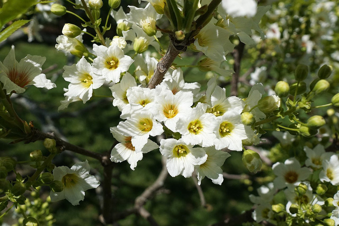 Xanthoceras sorbifolium (yellowhorn) flowers