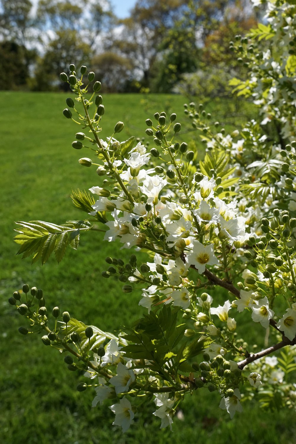 Xanthoceras sorbifolium (yellowhorn) flowers