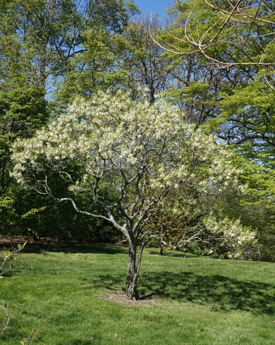 Xanthoceras sorbifolium (yellowhorn) blooming in landscape