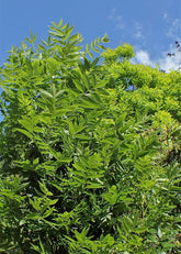 Xanthoceras sorbifolium (yellowhorn) foliage