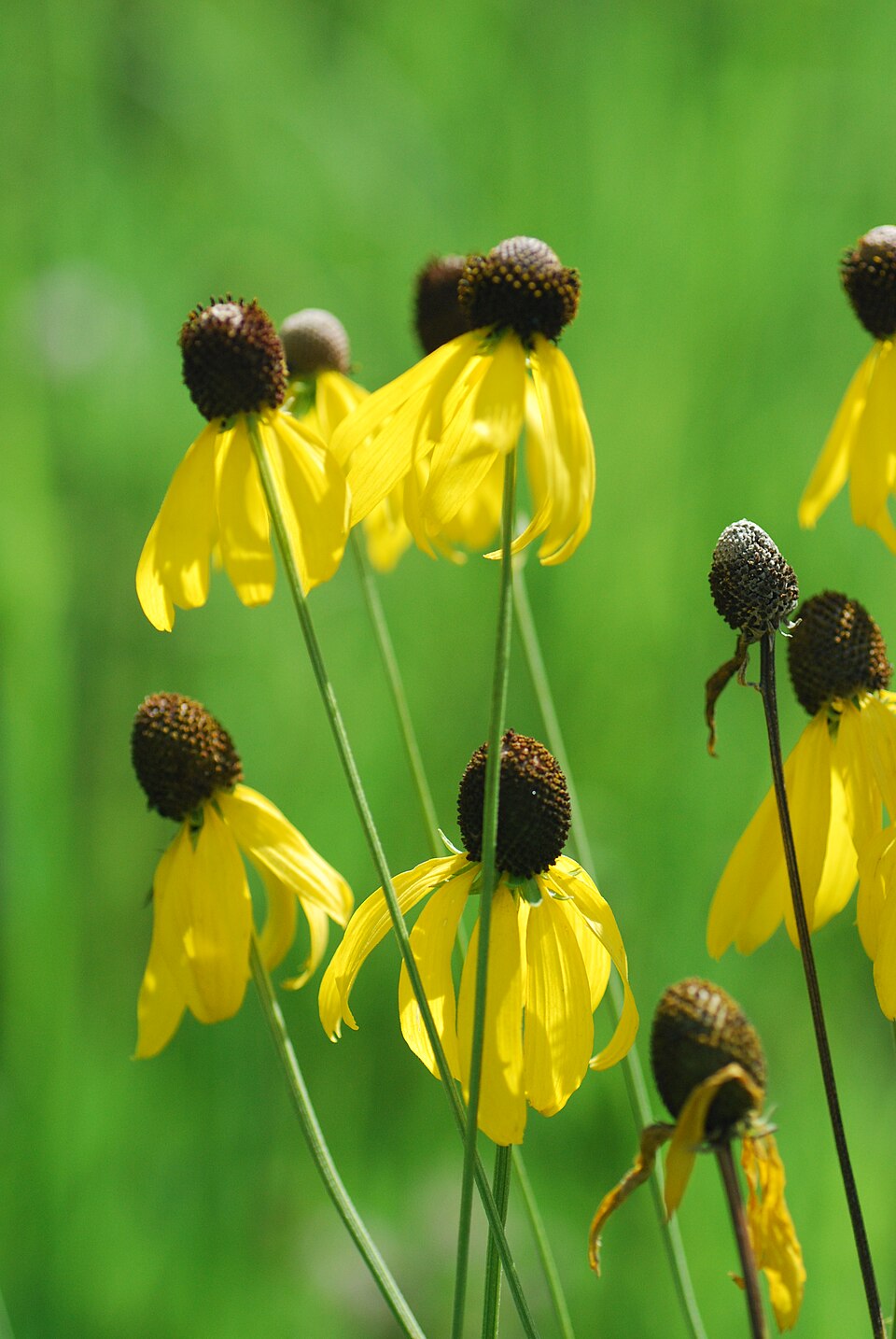 Yellow Ratibida pinnata, commonly known as drooping coneflower,  flowers with brown centers on a blurred green background