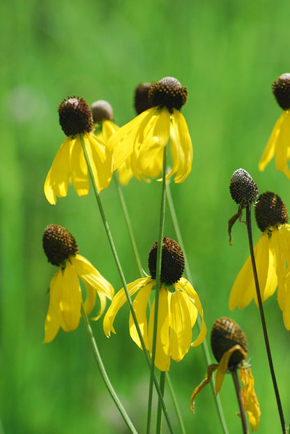 Yellow Ratibida pinnata, commonly known as drooping coneflower,  flowers with brown centers on a blurred green background