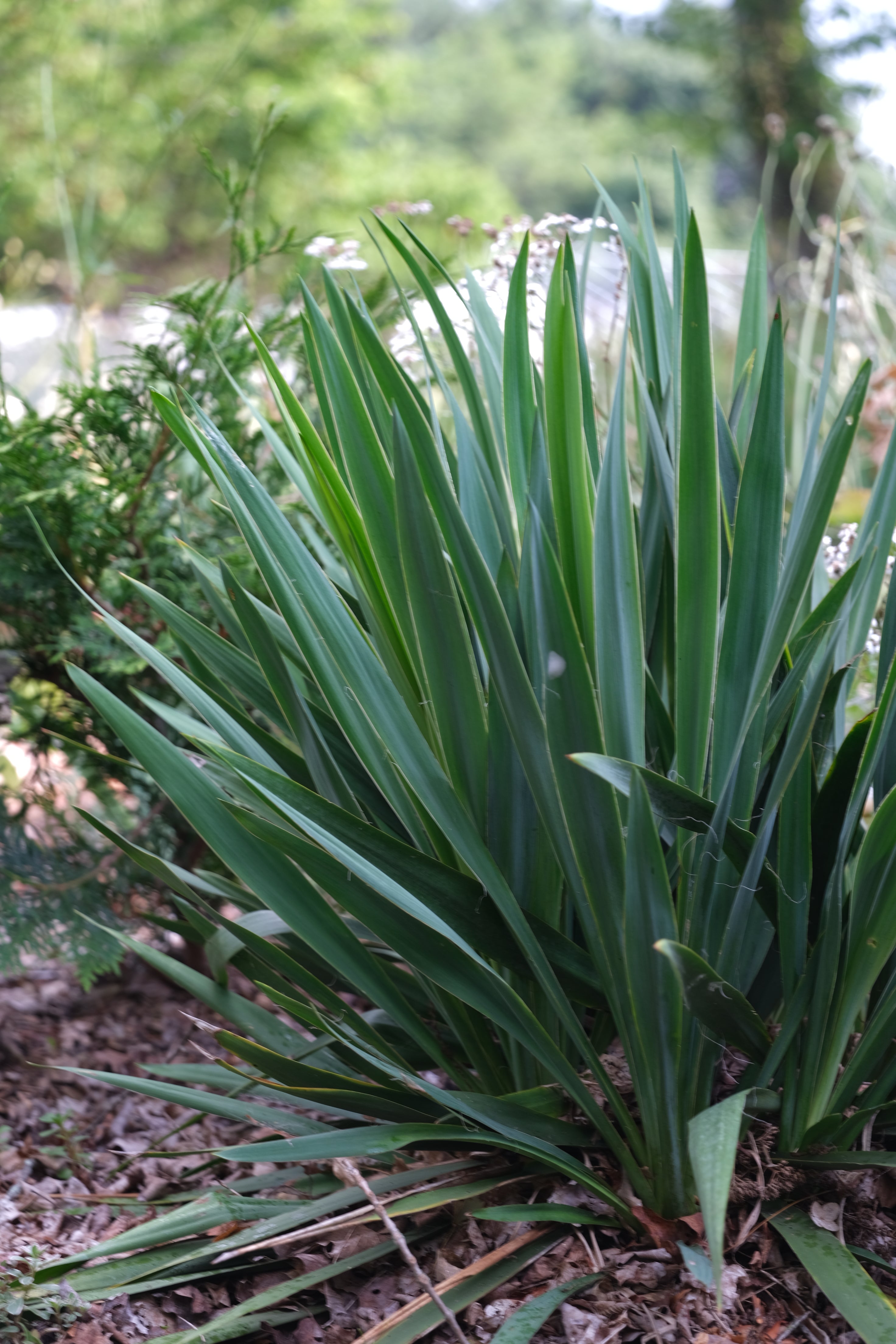 Yucca filamentosa (Adam&