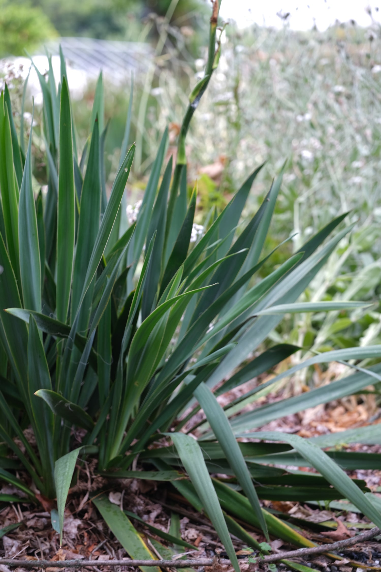 Yucca filamentosa (Adam&