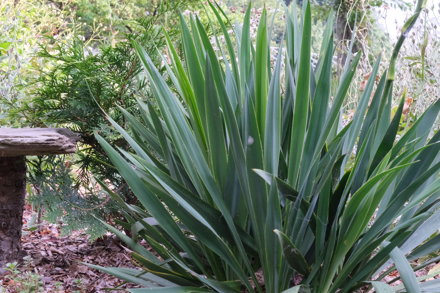 Yucca filamentosa (Adam&