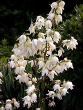 Yucca filamentosa (Adam&