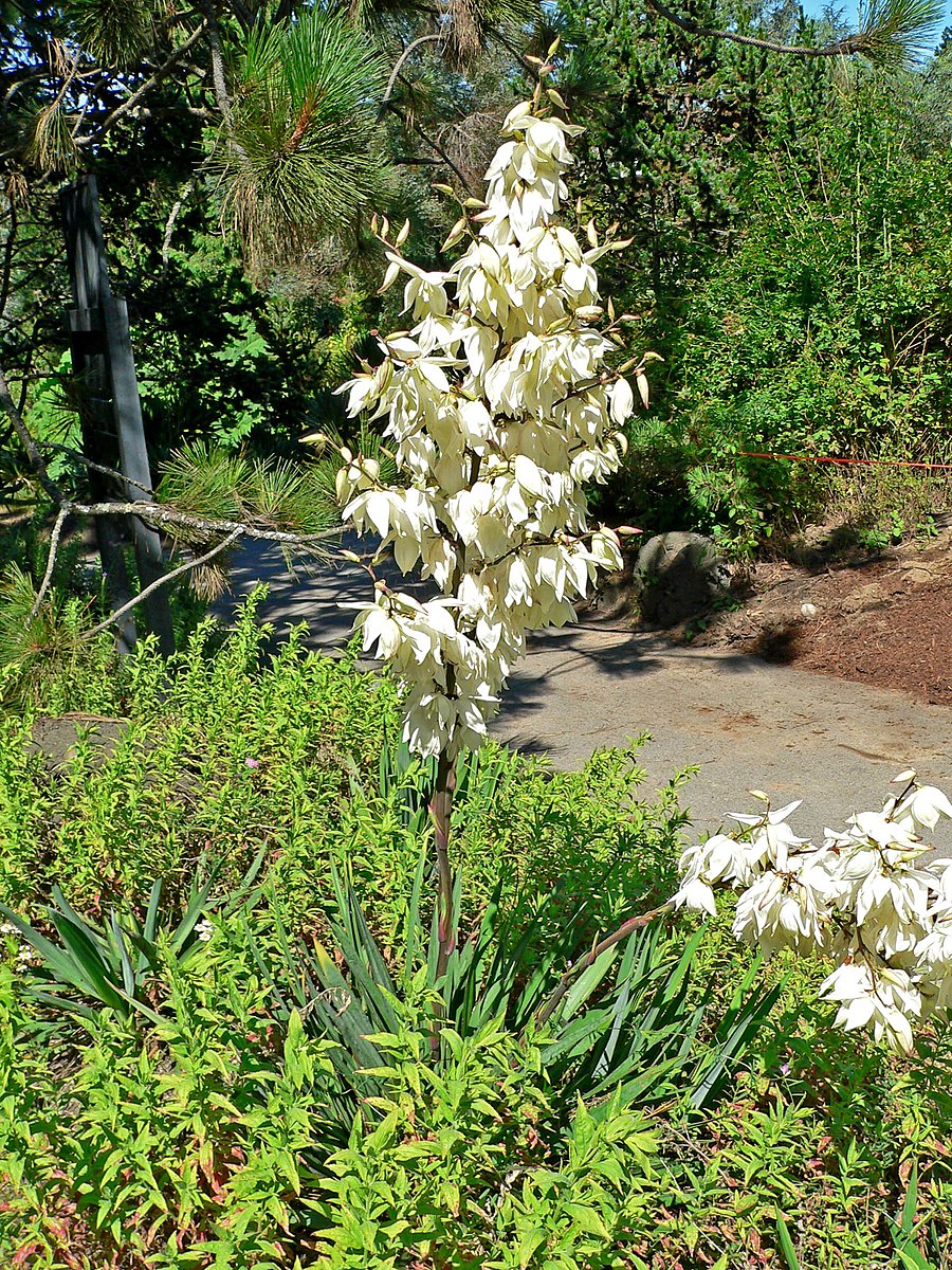 Yucca filamentosa (Adam&