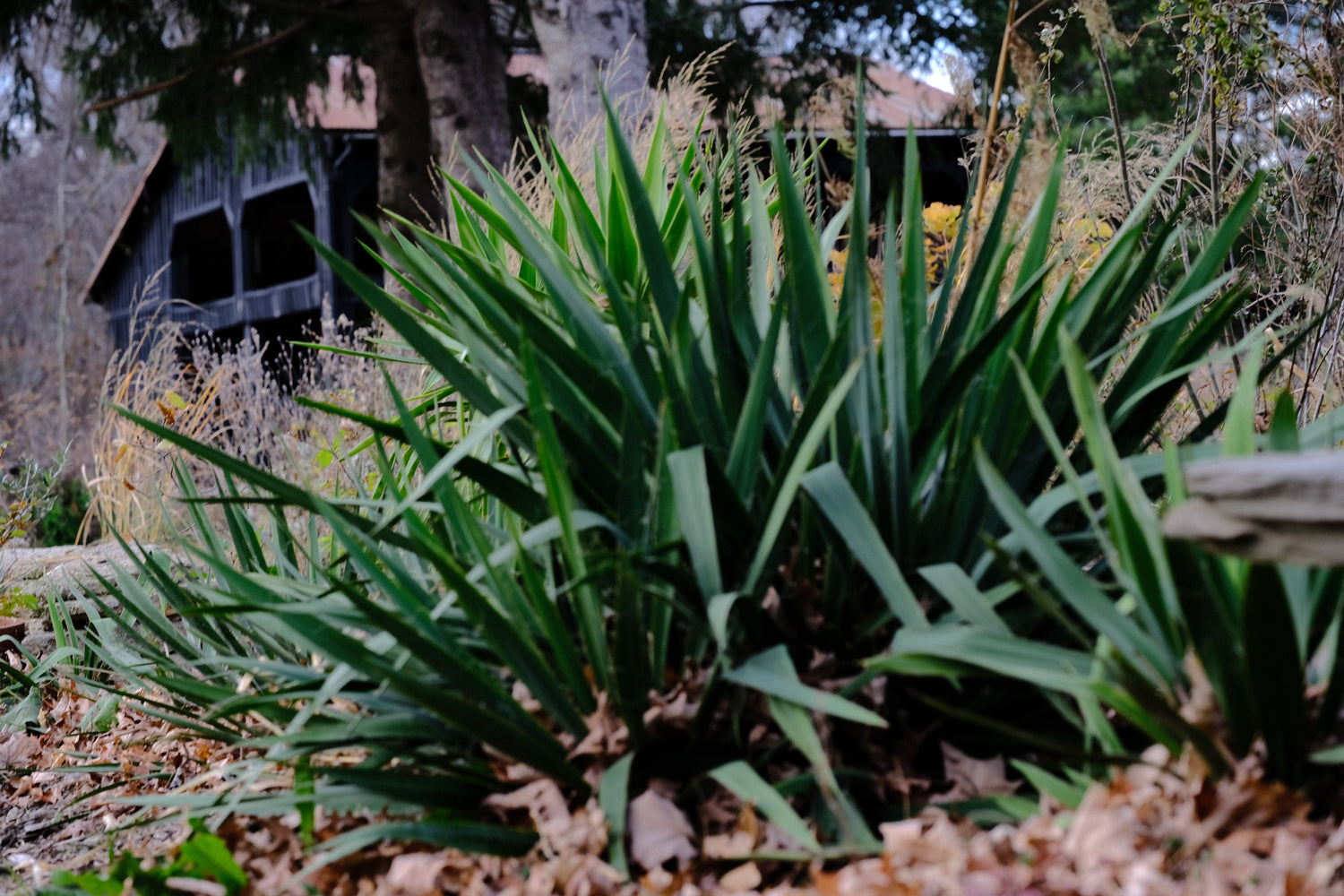 Yucca filamentosa (Adam&