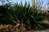 Yucca filamentosa (Adam&