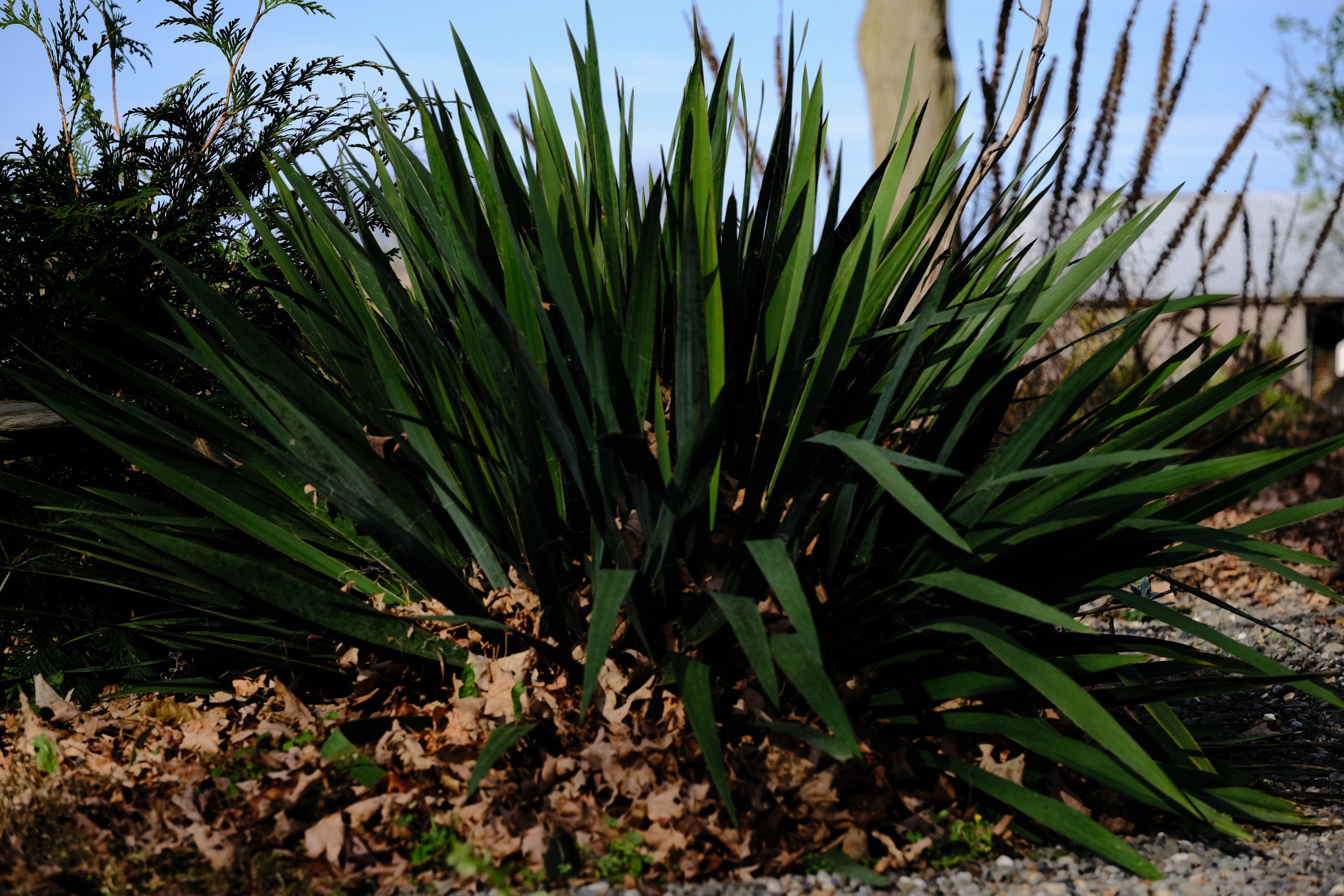 Yucca filamentosa (Adam&